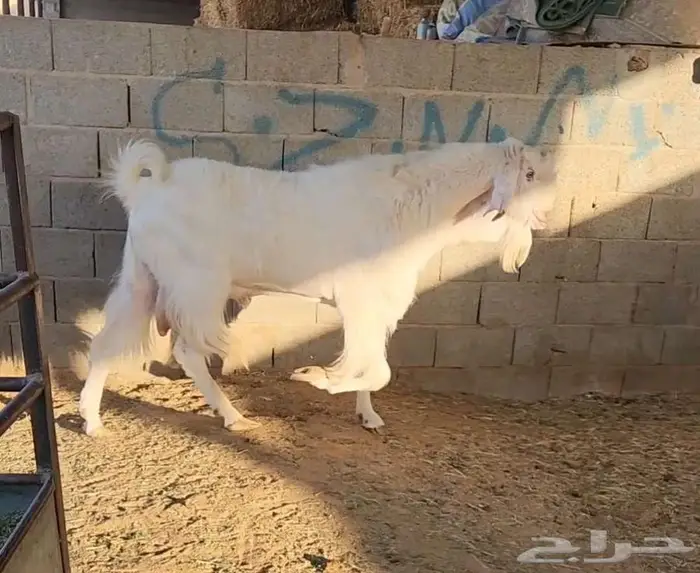 تيس مطور 0