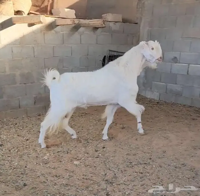 تيس مطور 3