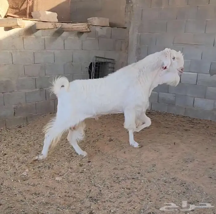 تيس مطور 2