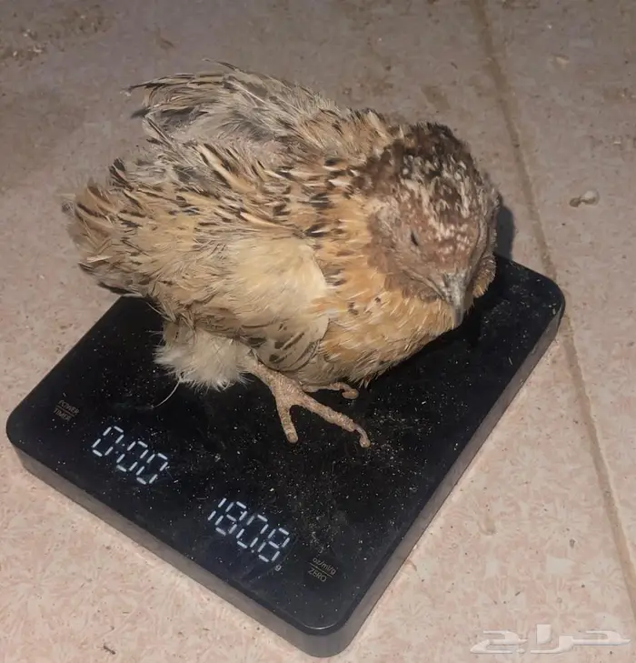 سمان فري تربيه وذيح 0