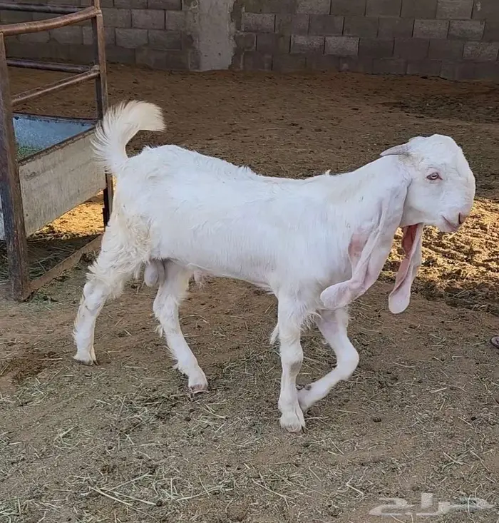 تيس مطور 1