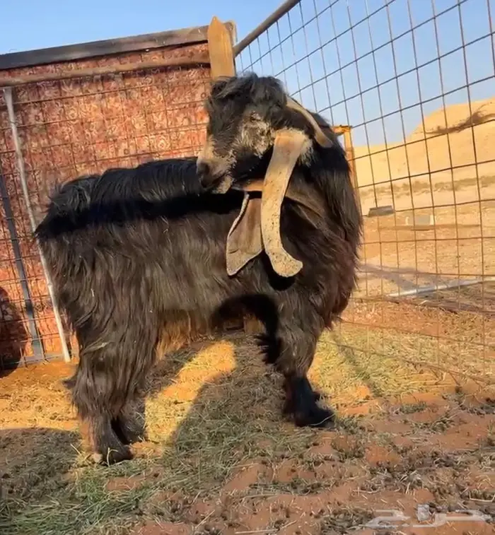 فحل عارضي لأهل الزين والذوق الرفيعع 0