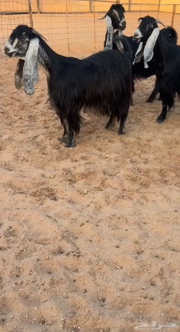 معزا عوارض خصمم 2
