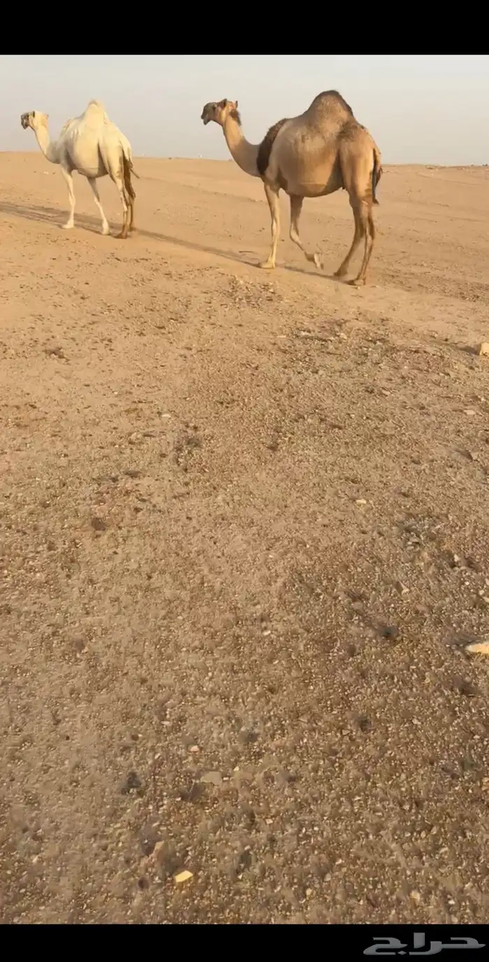 للبيع الابل كفو 3