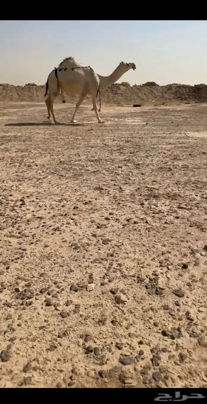 للبيع الابل كفو 10