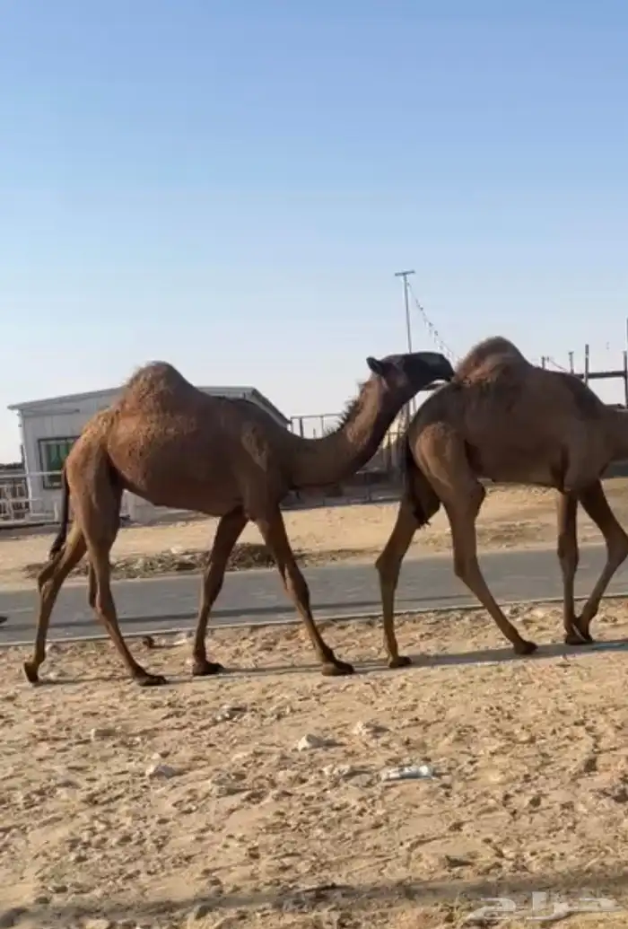 للبيع عشرا تحته بكره كفواا والناقه حقت انتاج 0