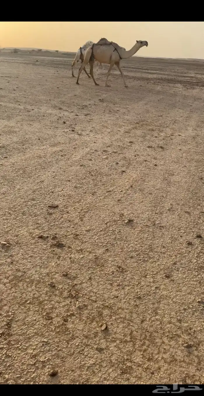 للبيع الابل كفو 0