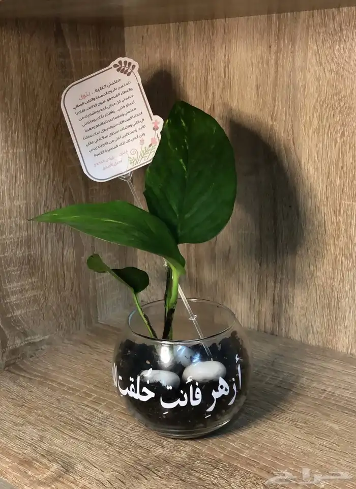 هدايا يوم المعلم جميع الهديا - ورد طبيعي 12