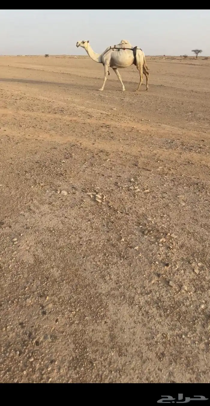 للبيع الابل كفو 2