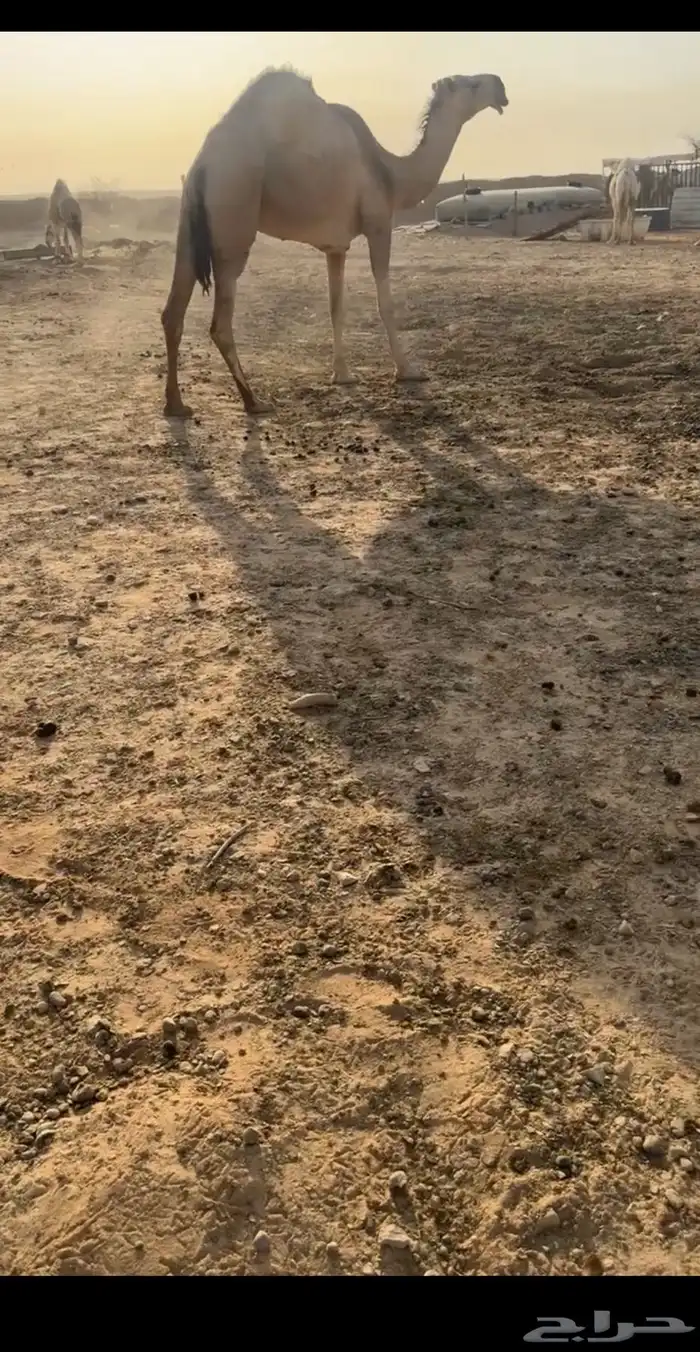 للبيع الابل كفو 9