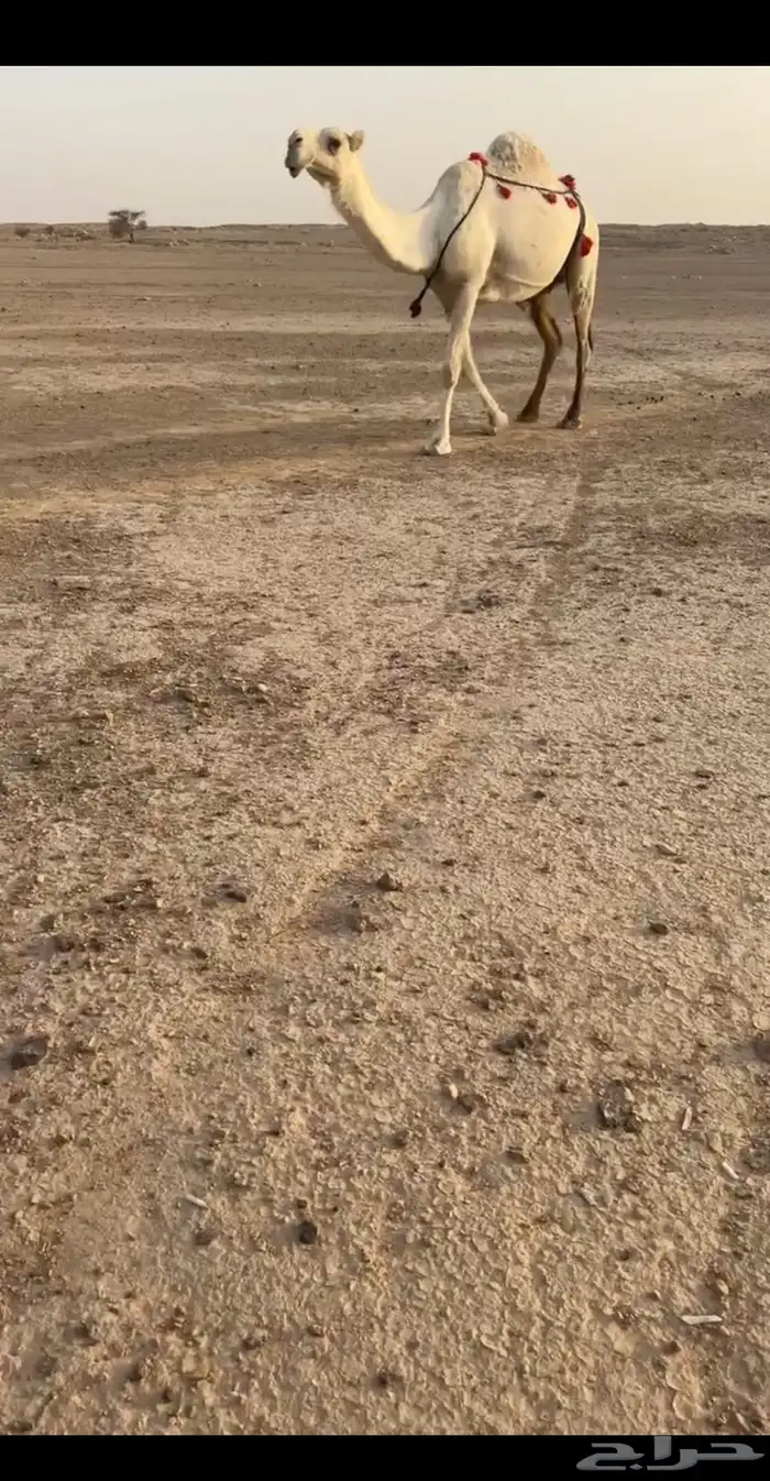 للبيع الابل كفو 4