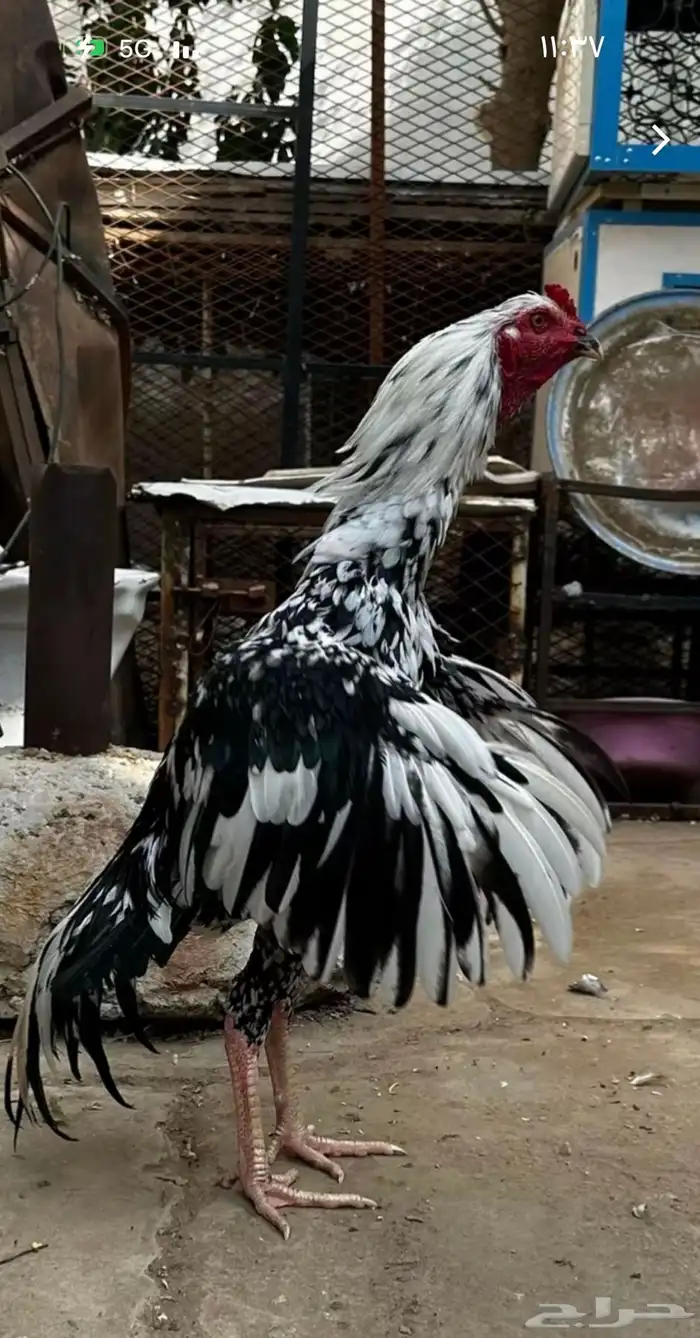 مطلوب ديك باكستاني سندي 0