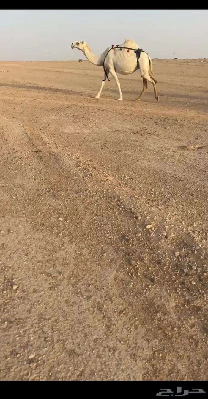 للبيع الابل كفو 1