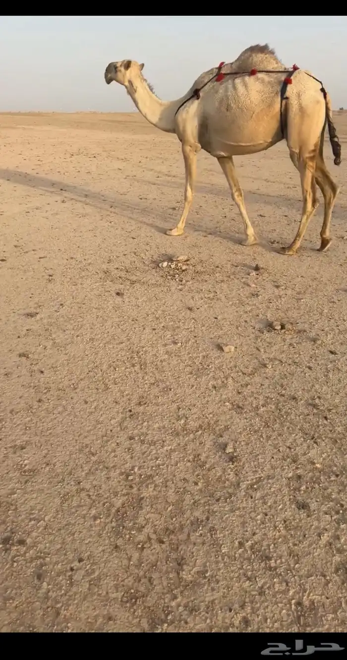 للبيع الابل كفو 6