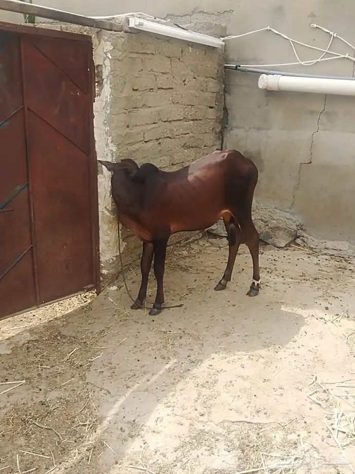 حسيل للبيع عمره خمسه شهور ونص الموقع كساب 0