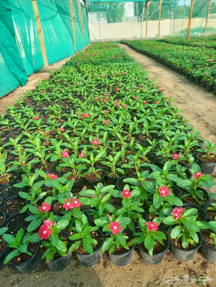 نباتات الزينة والعطريات والزهور   نجران 20