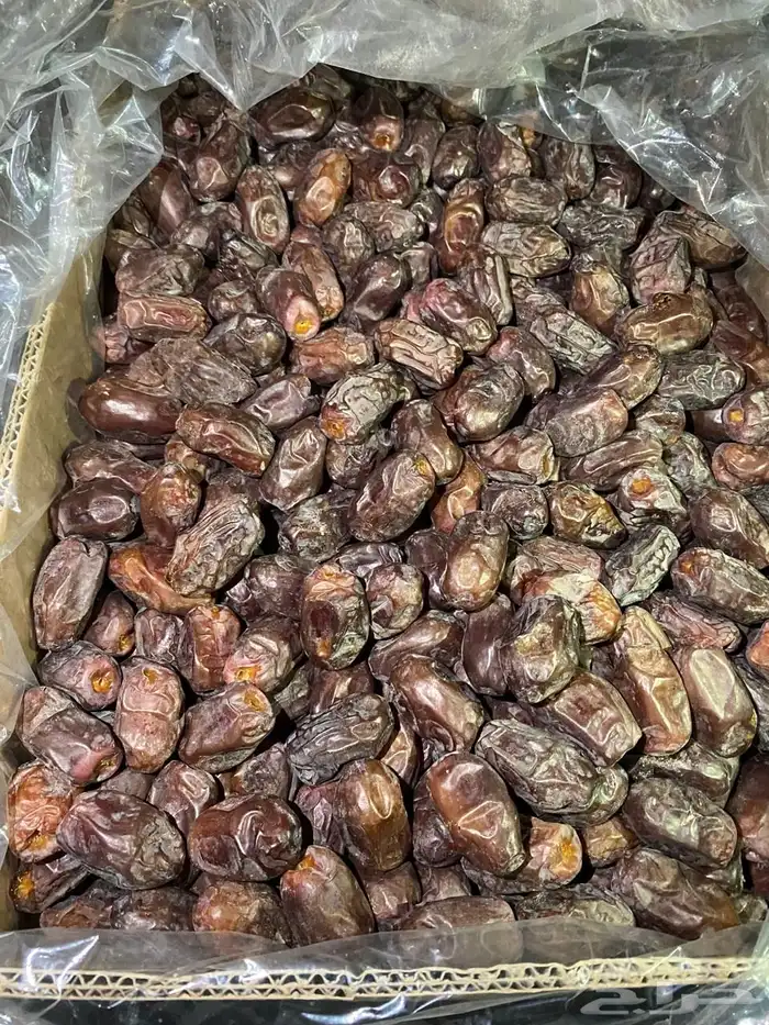 تمر خضري وخلاص 2