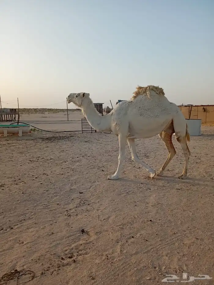 لقحه وضحا للبيع 0