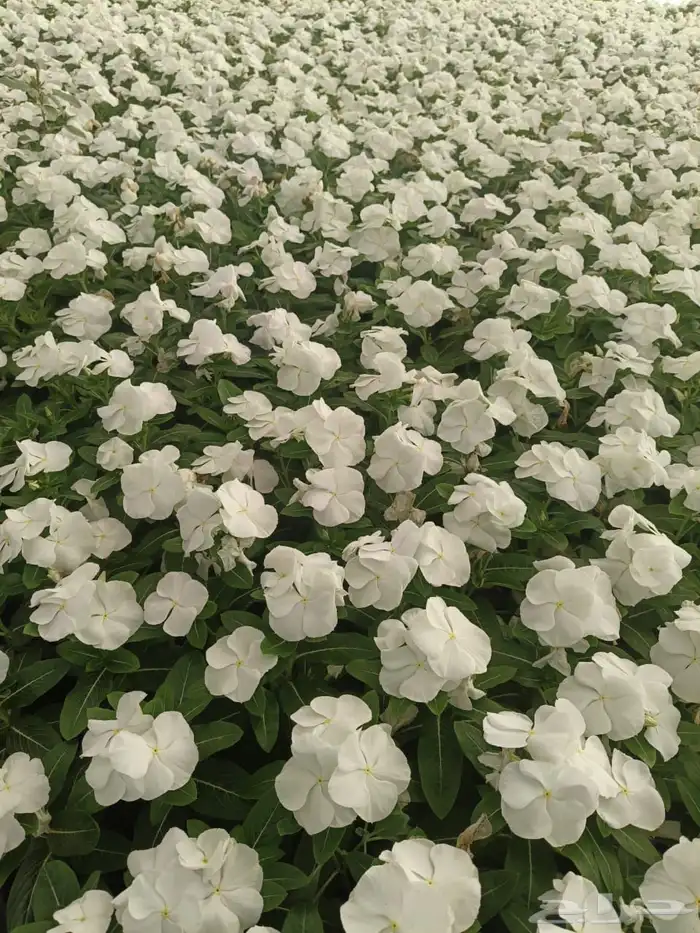 نباتات الزينة والعطريات والزهور   نجران 23