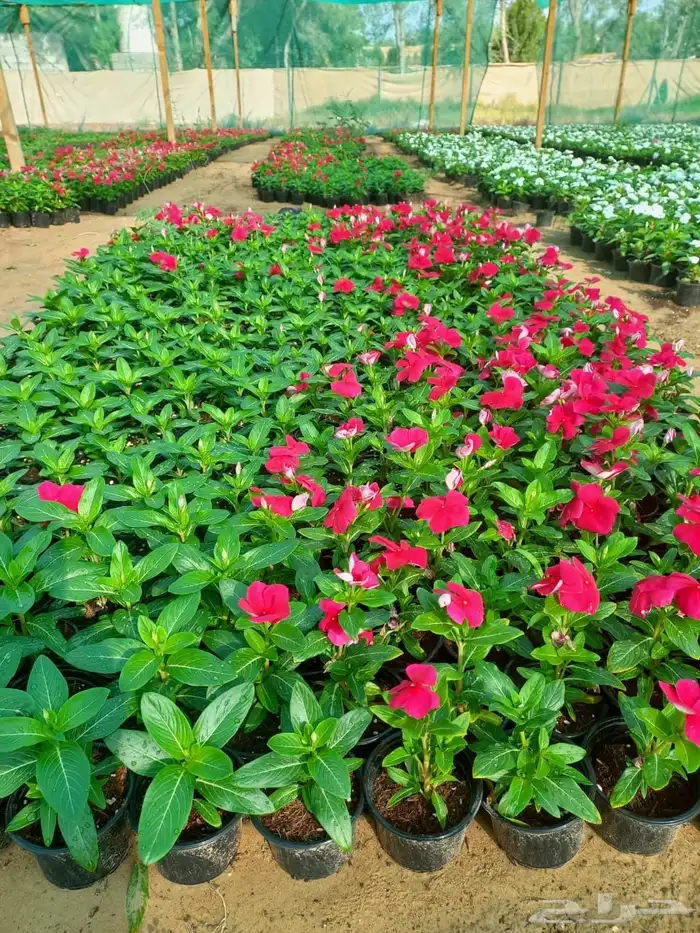 نباتات الزينة والعطريات والزهور   نجران 19