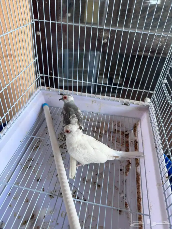 جوز يمام دايموند دوف مستوى راقي 0