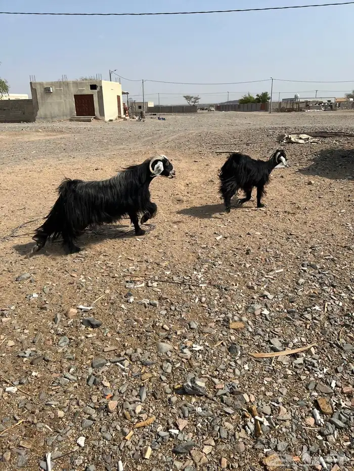 للبيع تيس فحل 1