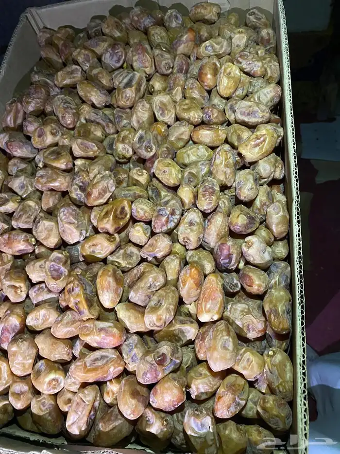 تمر خضري وخلاص 3