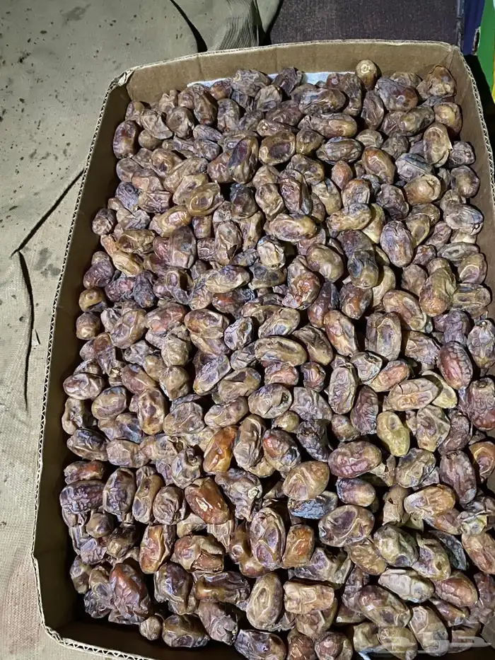 تمر خضري وخلاص 4