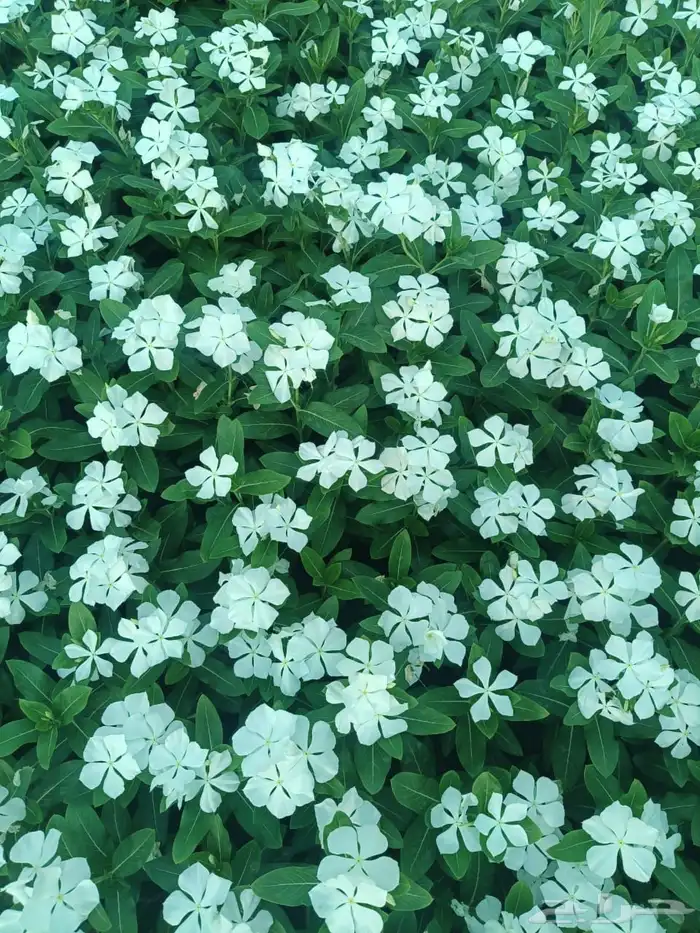 نباتات الزينة والعطريات والزهور   نجران 24