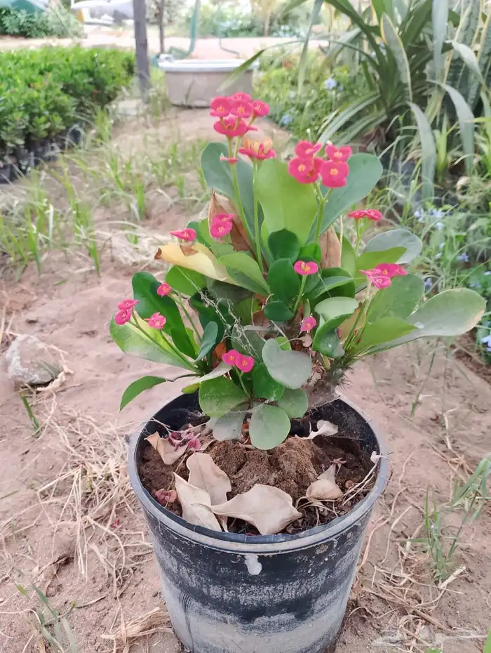 نباتات الزينة والعطريات والزهور   نجران 29