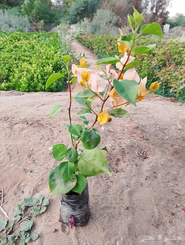 نباتات الزينة والعطريات والزهور   نجران 30