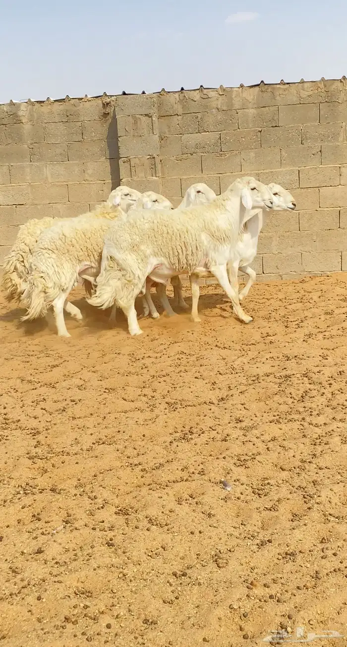 للبيع فحول حري حرش صنف 0