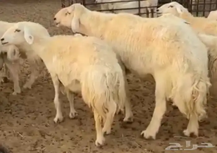 فحل حري حار وعلى جميع الشروط 1