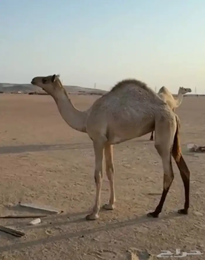 هجن 0