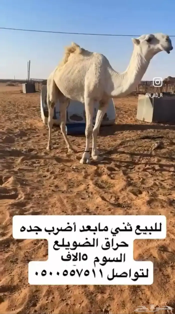 قعود 1