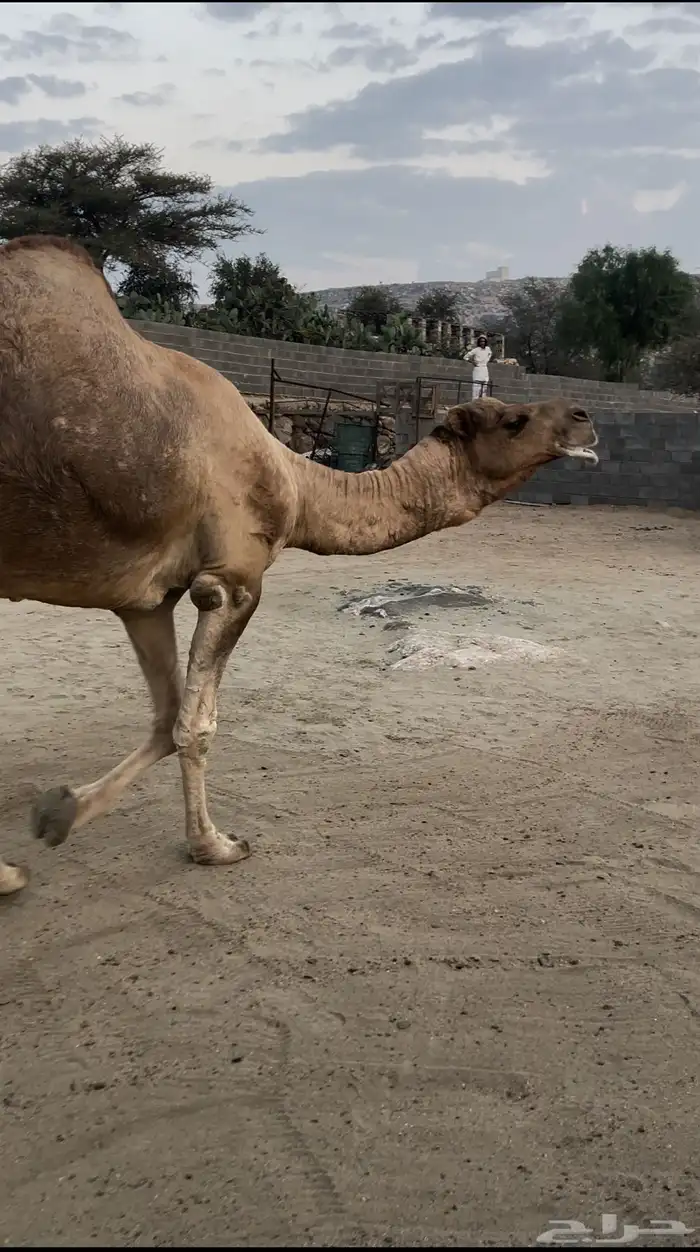 فحل ارك مشروط للبيع وخمس ابل 4