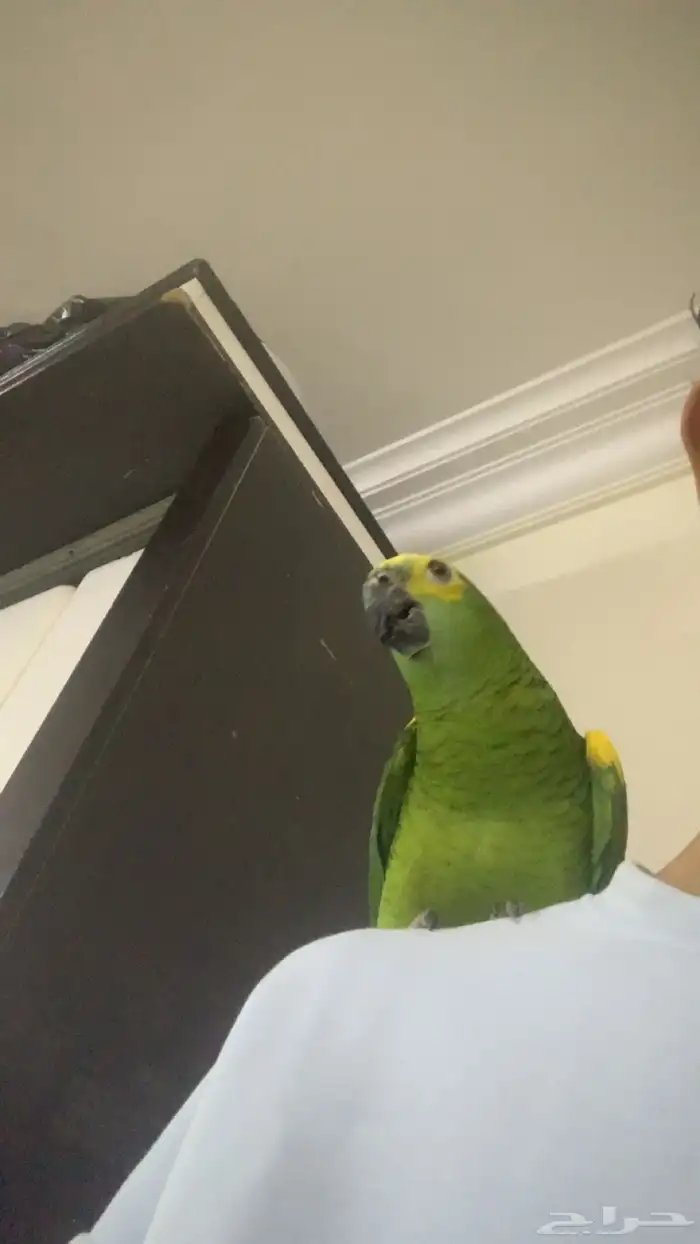 للعشاق زوج امزوني بلوفرنتد جاكو تم البيع 0