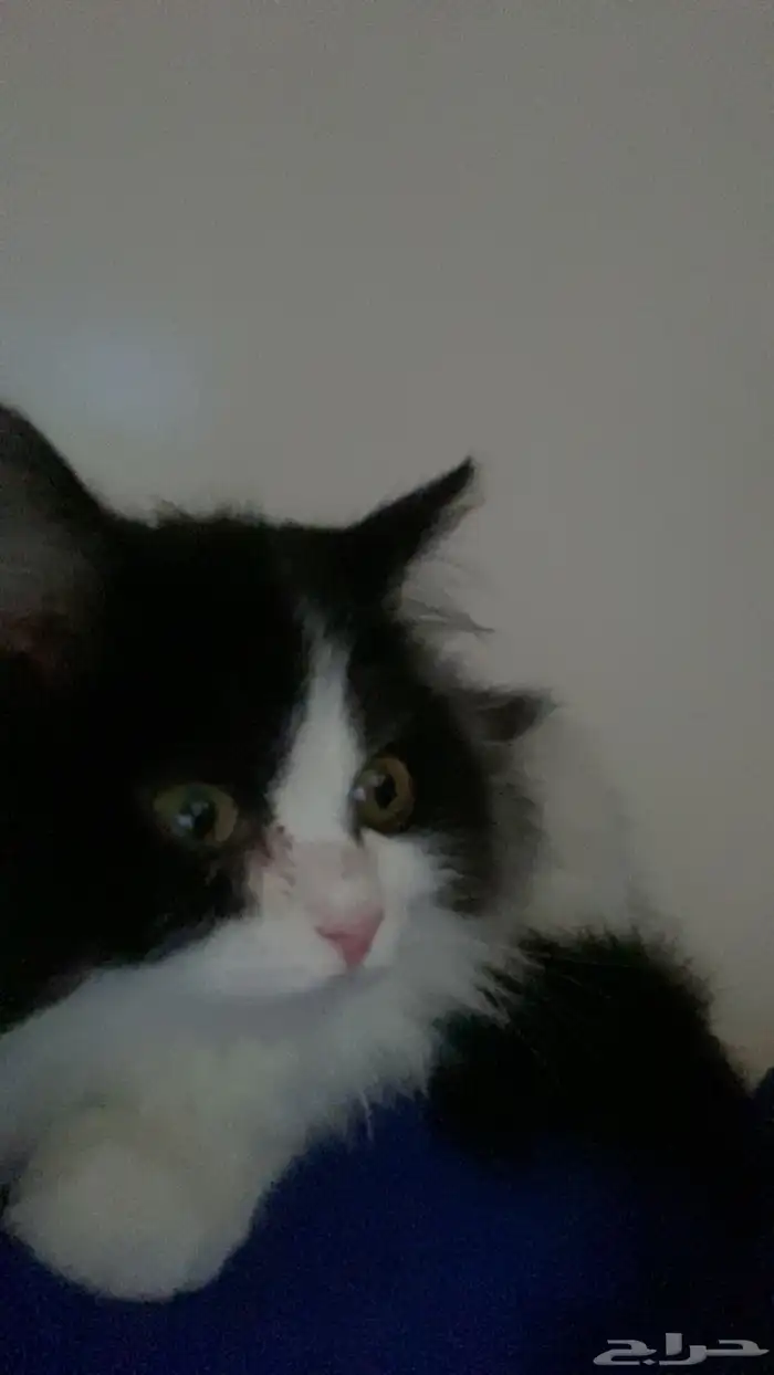 قط هجين هملايا تبني 3