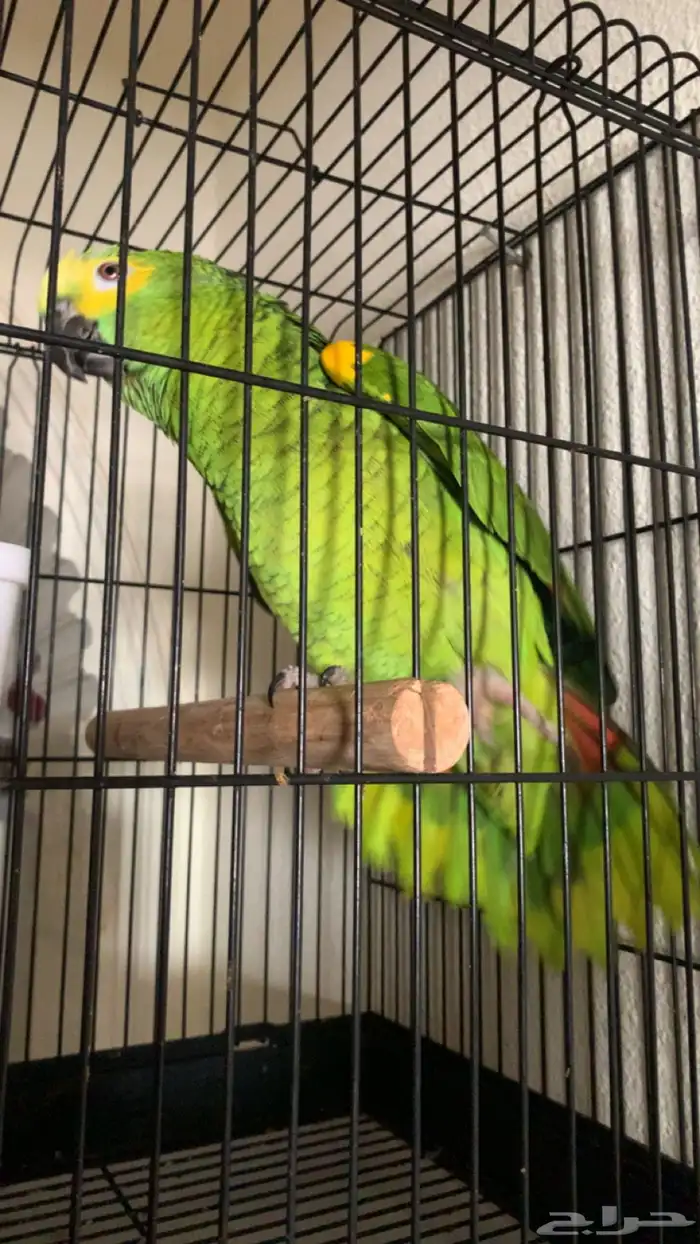 للعشاق زوج امزوني بلوفرنتد جاكو تم البيع 3