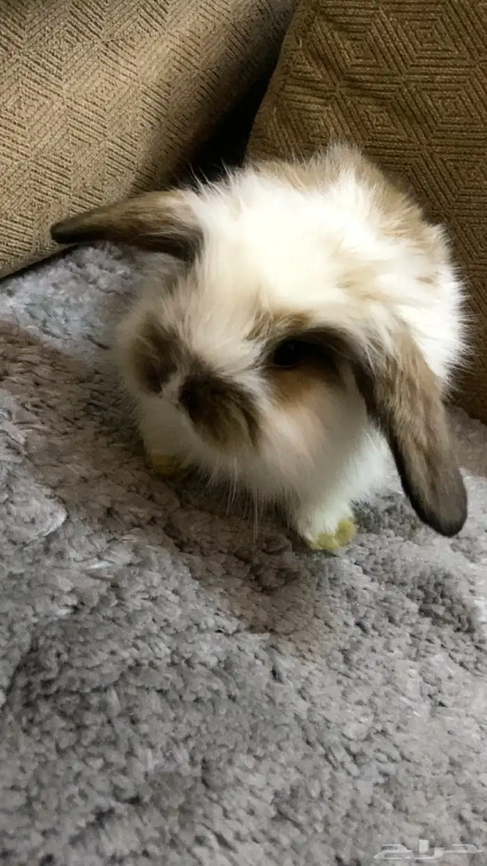 ارنب تيدي بير لوب اليف 4