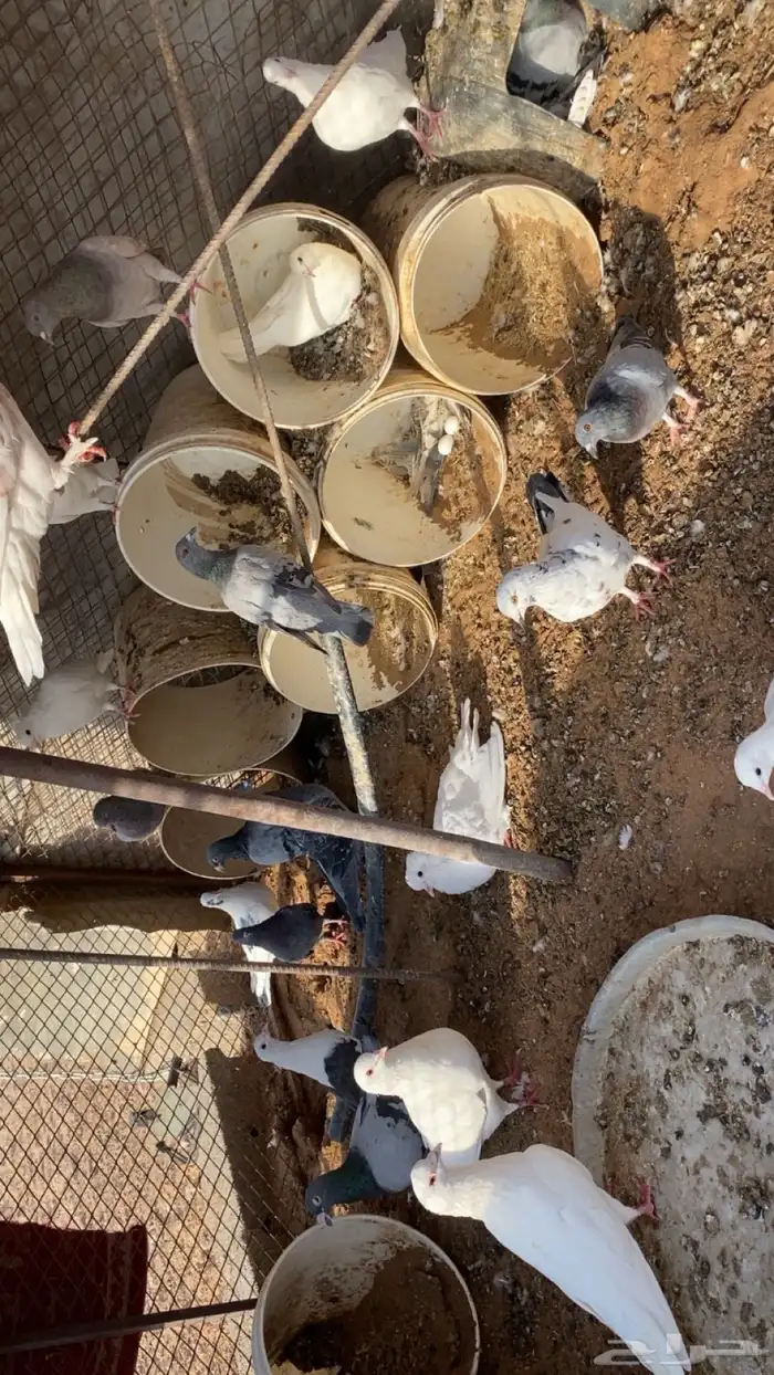 حمام 1