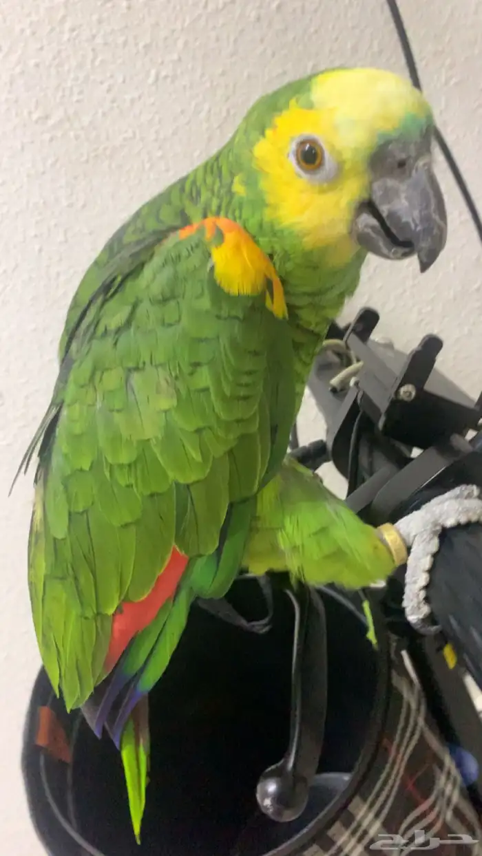 للعشاق زوج امزوني بلوفرنتد جاكو تم البيع 6