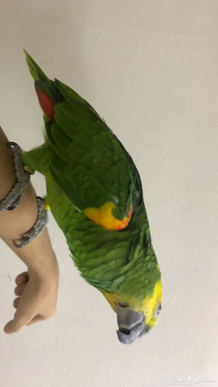 للعشاق زوج امزوني بلوفرنتد جاكو تم البيع 5