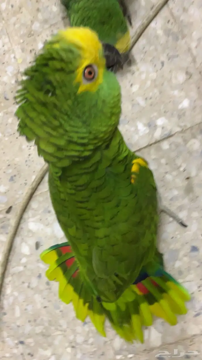 للعشاق زوج امزوني بلوفرنتد جاكو تم البيع 1