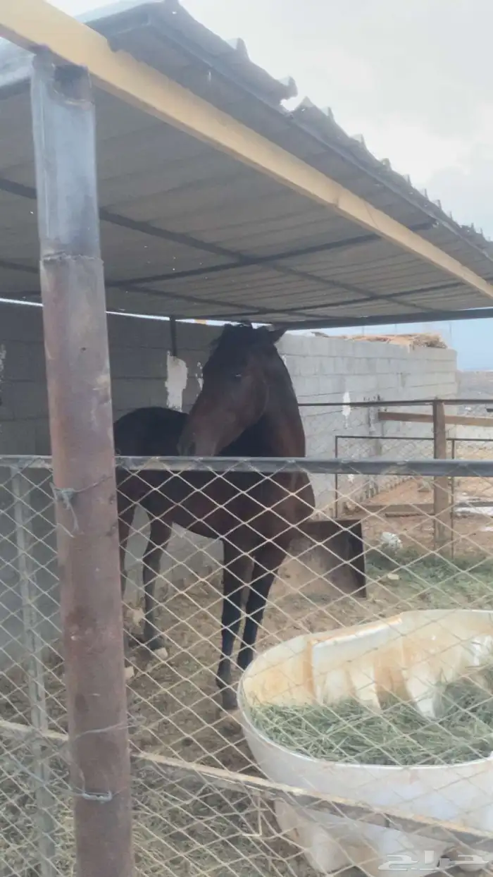 مهر انقليزي سليم شرط 3