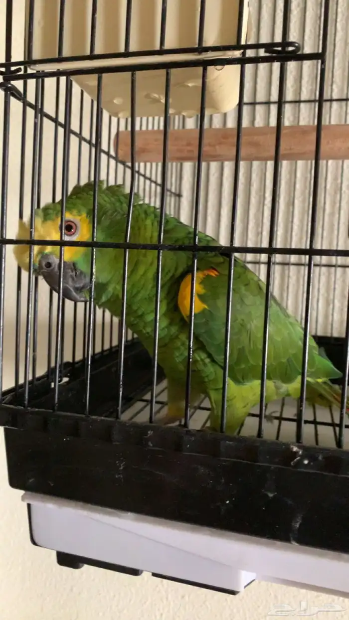 للعشاق زوج امزوني بلوفرنتد جاكو تم البيع 4