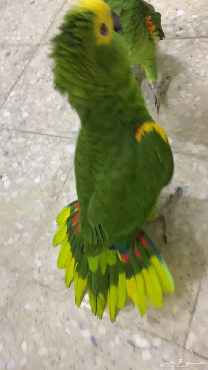 للعشاق زوج امزوني بلوفرنتد جاكو تم البيع 2