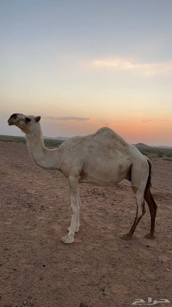 رحول وناقة للبيع 3