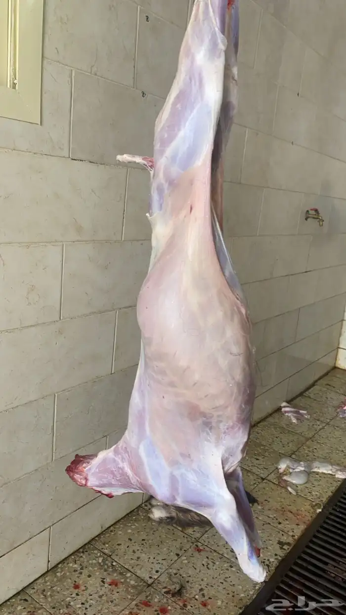 ذبايح الرس 3