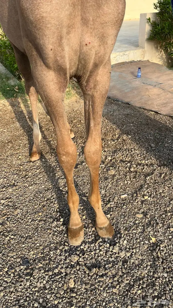 للبيع مهر 0
